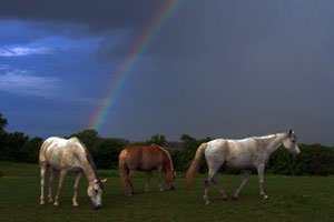 Weideregenbogen